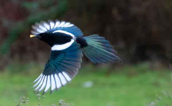 La vie des oiseaux n'est plus ce qu'elle a été .